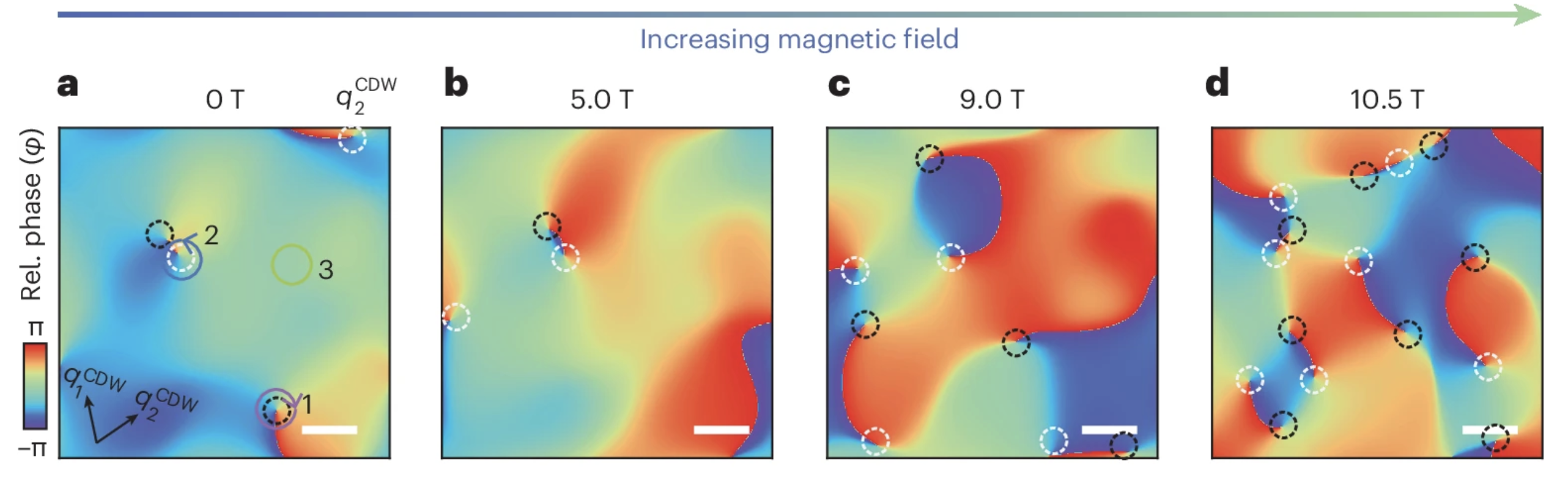 Four charge-density-wave relative-phase maps measured at 0, 5.0, 9.0 and 10.5 tesla, showing topological phase defects — circled in black and white — proliferating as the magnetic field increases. Phase is colour-scaled from -π to π.