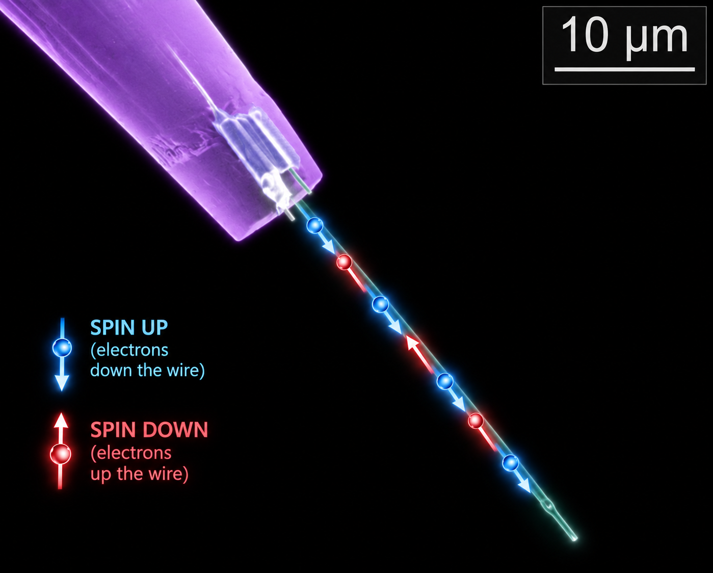 False-color scanning electron micrograph of a nanowire tip mounted on an STM probe, annotated to show spin-up electrons travelling down the wire and spin-down electrons travelling up. Scale bar: 10 micrometres.