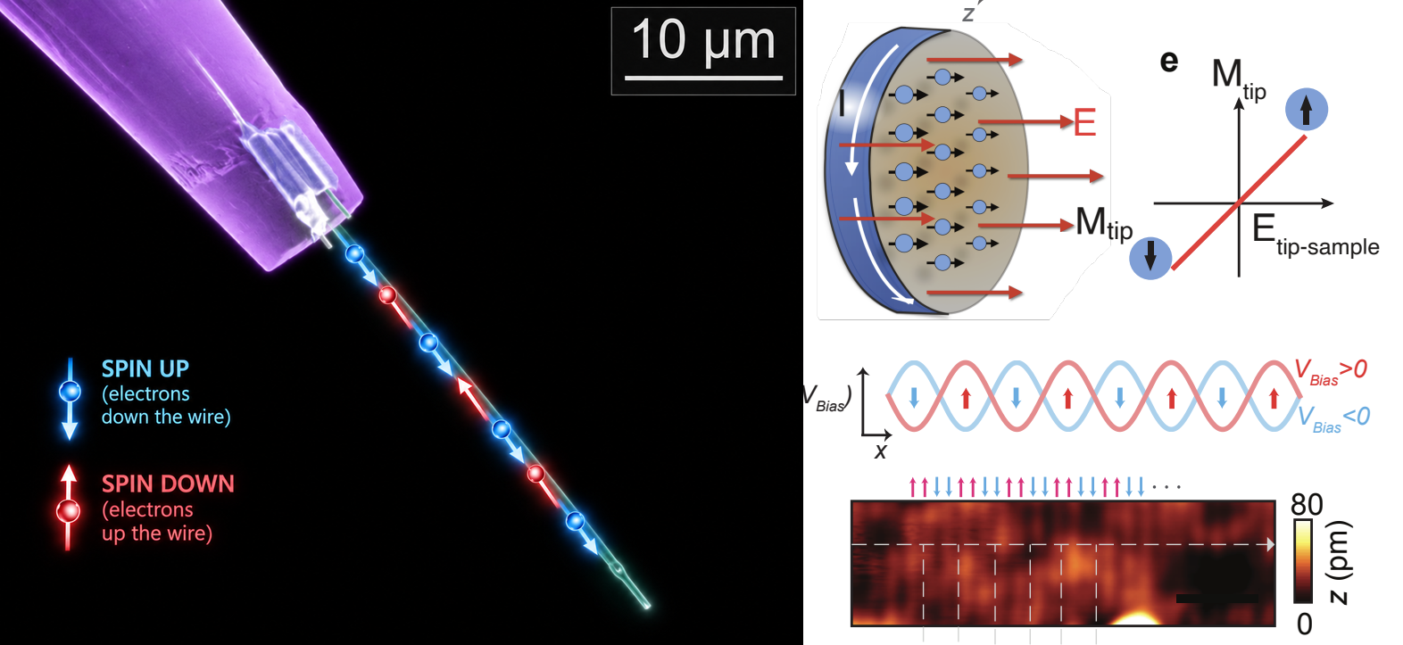 Composite figure. Left: false-color micrograph of a nanowire mounted on a scanning probe, annotated to show spin-up electrons travelling down the wire and spin-down electrons travelling up, with a 10 micrometre scale bar. Right: schematics of the axion magnetoelectric response — the tip magnetization M(tip) induced along the tip-sample electric field, its linear dependence on that field, the resulting bias-dependent spin modulation for positive and negative bias, and a topography strip showing the corresponding alternating spin pattern on a 0 to 80 picometre height scale.